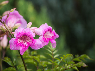 The Pink Trumpet Vine Flower Blooming