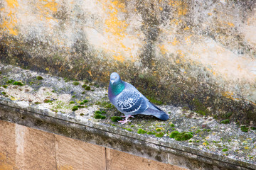 piccioni sul cornicione
