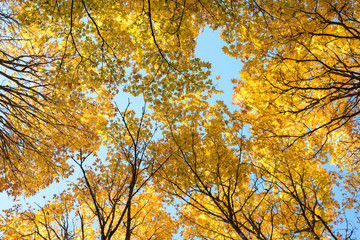 Maple tree leaves foliage background