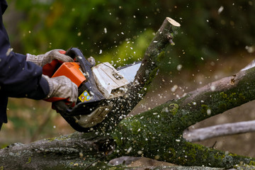 Cutting tree with chainsaw