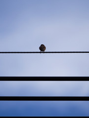 Sparrow Serious Thinking is on Electrical Cable