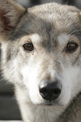 husky portrait