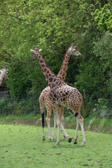girafes