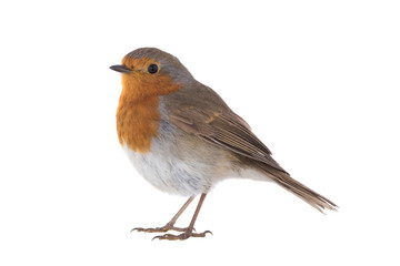 European robin (Erithacus rubecula)