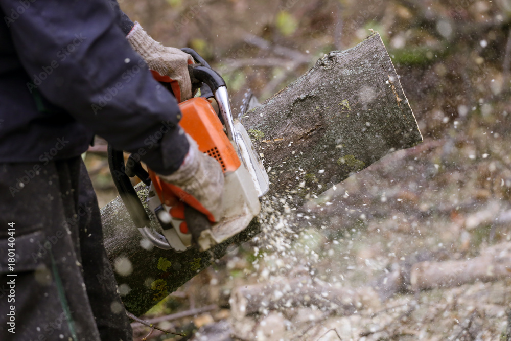 Wall mural cutting tree with chainsaw