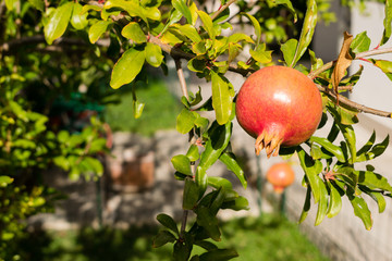Pomegranate Fruit on tree branch in a garden