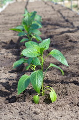 The seedlings of bell pepper in the garden