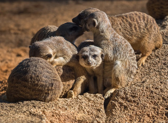 Grupo de graciosos y adorables Suricatas africanos, jugando entre ellos al atardecer