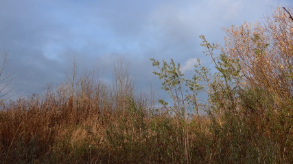 Trees and bushes lit by the sun, at the evening fall day