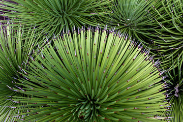 Cactus - succulent shot from top - round radiating outwards - green background