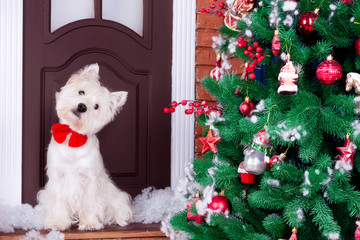 Fototapeta premium Decorated west highland white terrier dog as symbol of 2018 New Year with red bow tie sitting near door and pine tree in winter holiday
