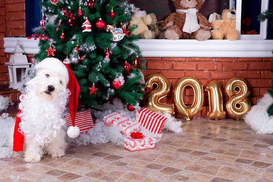 Decorated west highland white terrier dog as symbol of 2018 New Year in red sweater with red santa hat and beard lying near christmas tree and gold year numbers on background