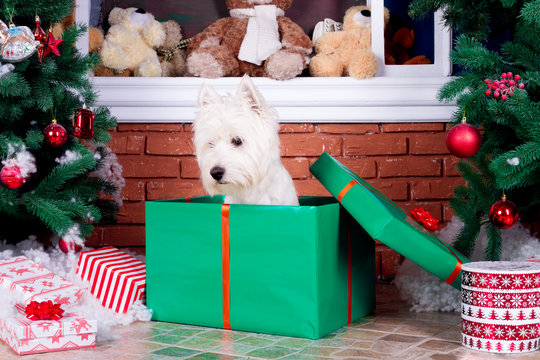 Decorated west highland white terrier dog as symbol of 2018 New Year in red sweater sitting in green gift box near door in winter holiday