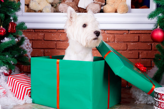 Decorated west highland white terrier dog as symbol of 2018 New Year in red sweater sitting in green gift box near door in winter holiday