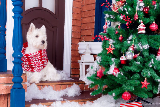 Decorated west highland white terrier dog as symbol of 2018 New Year in red winter scarf sitting near door and pine tree in winter holiday