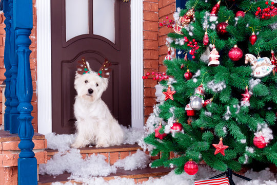 Decorated west highland white terrier dog as symbol of 2018 New Year with christmas deer horn sitting near door and pine tree in winter holiday