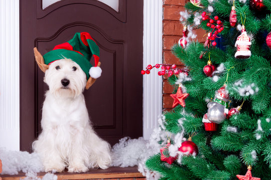Decorated west highland white terrier dog as symbol of 2018 New Year in green elf hat sitting near door and pine tree in winter holiday