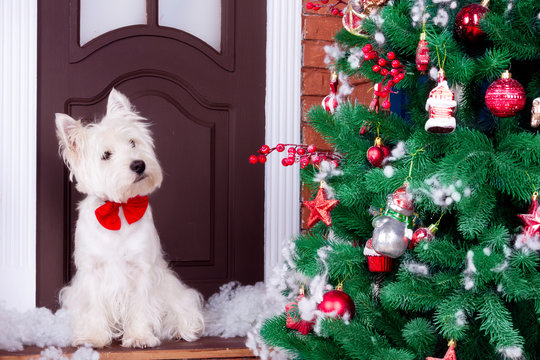 Decorated west highland white terrier dog as symbol of 2018 New Year with red bow tie sitting near door and pine tree in winter holiday