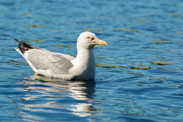 European herring gull floatin on water