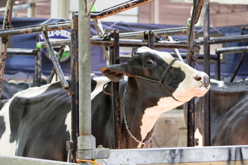 Cow being prepared