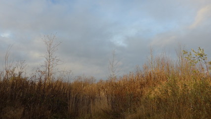 Landscape with shrubs and trees with cloudy sky, sun and clouds