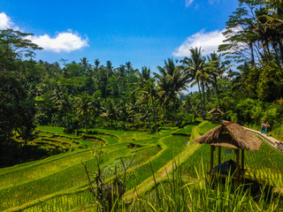 Obraz premium Rice Terraces near Gunung Kawi Temple Complex - Bali, Indonesia