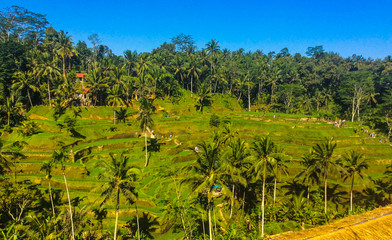Fototapeta na wymiar Tegalalang Rice Terraces - Bali, Indonesia 