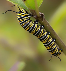 Monarch butterfly caterpillar