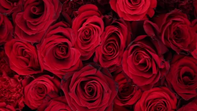 Natural red roses background closeup