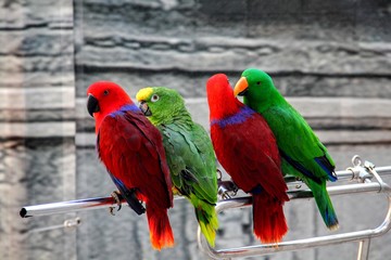 Parrots in Dubrovnik, Croatia