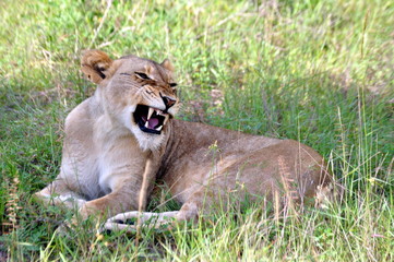 ROAR