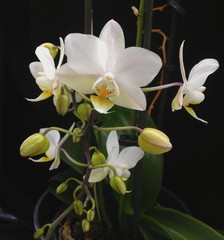 Naklejka na ściany i meble Weisse Orchidee
