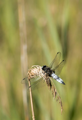 Broad-bodied chaser dragonfly on a dried reed