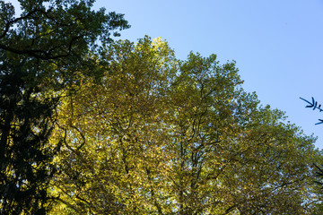 yellow tree in autumn with blue sky background