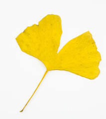 Naklejka premium Isolated ginkgo leaf on white background.