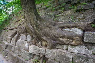 Tree in High Castle Park in Lviv, Ukraine