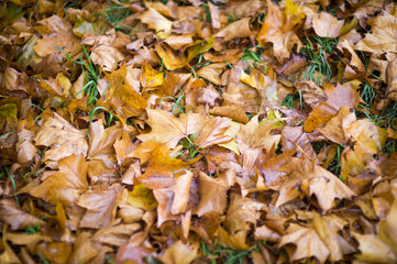 Abstract view of dewy autumn leaves on grass