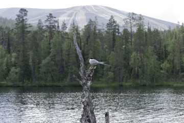 Bird and mountain
