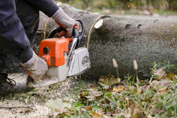 Cutting wood with chainsaw