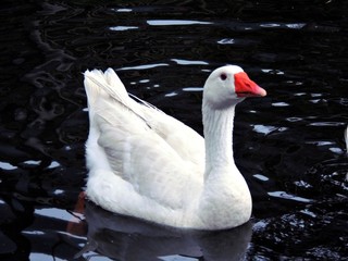 Cisne blanco