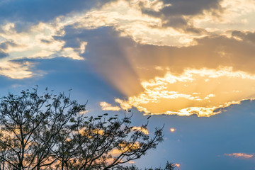 Tree and Sunset Sky Background