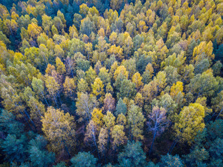 Naklejka na ściany i meble Amazing Aerial View of Orange and Green Autumn Forest, Latvia, Fall Wallpaper, Horizontal View