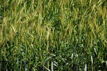 Green wheat fields, agricultural cultivation, technological advances in soil preparation. Wheat is a major ingredient in such foods as bread, biscuits, pancakes, pies, cakes, pastries, cookies, muffin