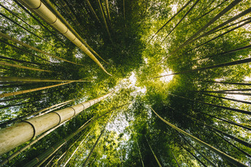 Bamboo forest Arashiyama near Kyoto, Japan