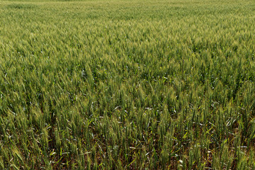 Green wheat fields, agricultural cultivation, technological advances in soil preparation. Wheat is a major ingredient in such foods as bread, biscuits, pancakes, pies, cakes, pastries, cookies, muffin