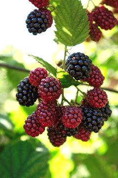 Closeup of black and red blackberries in the garden
