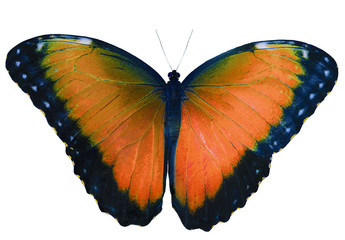 Orange butterfly isolated on white background with wings open. Color change of blue morpho butterfly, Morpho peleides.