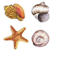 Set of cockleshells on white background. Hand drawn watercolor illustration.