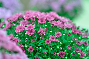 Obraz premium violet chrysanthemums