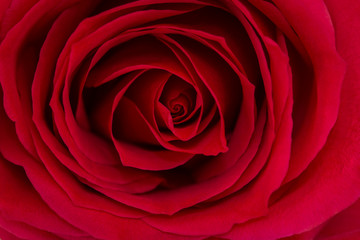 Close up of a beautiful red rose.